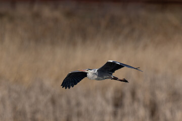 Great blue heron flying Ardea cinerea in flight spread wings 