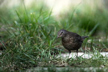 Common blackbird turdus merula female on grass