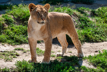 lioness in the zoo