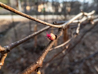Macro shot of small, pink and magenta female buds and flowers at the tips of branches of the hazelnut tree. The flowers bloom before the leaves emerge. Hazelnuts in bloom