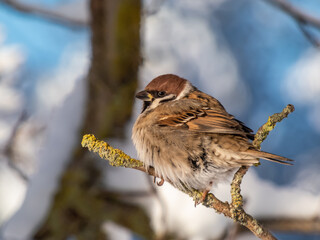Close-up shot of the fluffy Eurasian tree sparrow (Passer montanus) sitting on a branch in bright sunlight in winter day. Detailed portrait and plumage of the bird