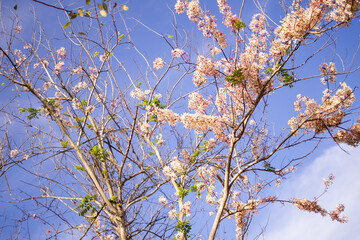 Lagerstroemia floribunda or kedah bungor flowers pink blossom background. fresh growth plant tree nature. sweet wallpaper background. spring season concept.