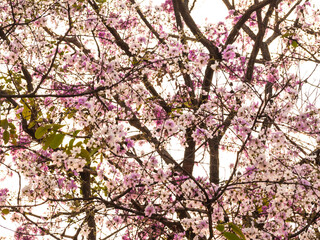 Lagerstroemia floribunda or kedah bungor flowers pink blossom background. fresh growth plant tree nature. sweet wallpaper background. spring season concept.