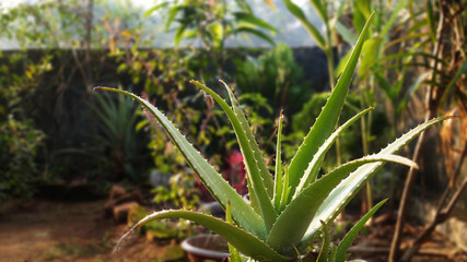 Aloe Vera, Cactus-like plant. 