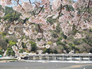 嵐山の桜の花と渡月橋