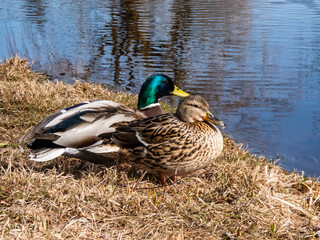 A couple - male and female of mallards or wild ducks (Anas platyrhynchos), one with a glossy bottle-green head and other with brown mottled plumage in sunlight standing next to a lake