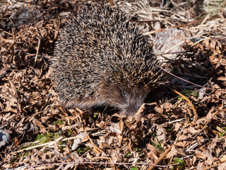 Close-up shot of the adult European hedgehog (Erinaceus europaeus) with focus on face and eye in spring awaken after winter. Beautiful animal and forest scenery