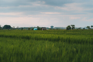 Fototapeta na wymiar The medium height green rice in the sunny-late afternoon in Gianyar, Bali