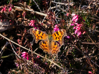 Close-up of the comma butterfly (polygonia c-album) with orange wings with angular notches on the edges of the forewings and dark brown and black markings on the heather flowers in spring