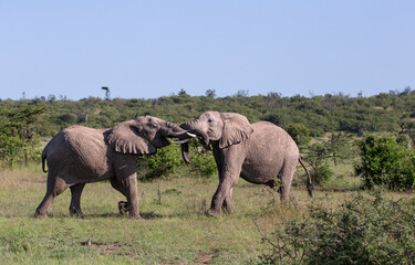 Two young bull African elephants (Loxodonta africana) fighting over dominance in the bush. African...