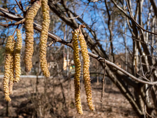 Macro shot of long, male yellow catkins of the hazelnut tree hanging on bare branches in bright sunlight. Hazelnuts in bloom in spring