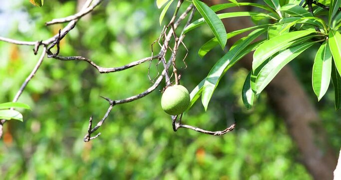 Cerbera Odollam Fruit Hanging on a Green Tree in Thailand. Poisonous fruit is used for suicide and murder.