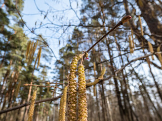 Macro shot of small, pink and magenta female buds and flowers at the tips of branches next to yellow catkins of the hazelnut tree. Hazelnuts in bloom in spring
