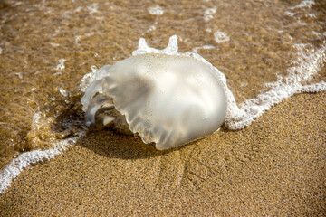 Dead jellyfish on a beach , jellyfish stranded on the sandy beach with sea in the background