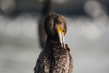 Cormorant