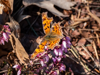 Close-up of the comma butterfly (polygonia c-album) with orange wings with angular notches on the...