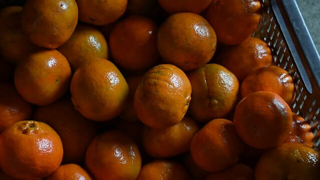 tangerines ready for the super market