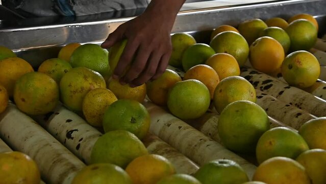 Carefully picking by farmer hand and selecting the best oranges from the conveyor belt