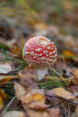 Amanita muscaria mushroom with a bright red hat in the autumn forest macro photography. Red hat fly agaric with white spots standing in dry fallen leaves.