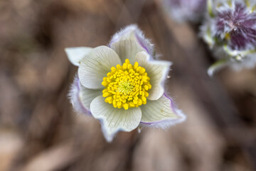 Crocus flower in the spring in the forest on a natural background. Close-up view.