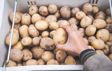 Farmer harvested potatoes in a plastic box in the  field.