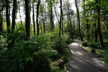 Fototapeta na wymiar fine boardwalk through cedar forest