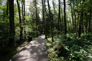 fine boardwalk through cedar forest
