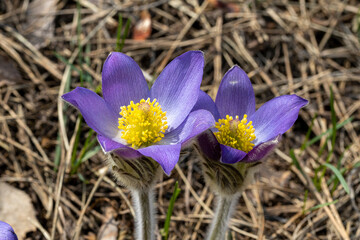 Crocus flower in the spring in the forest on a natural background. Close-up view.