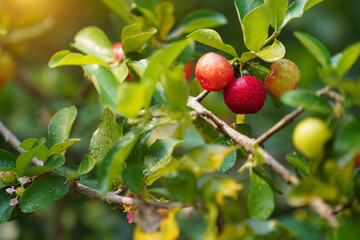 Fresh organic acerola cherries Thai fruit or acerola cherry on a tree with water droplets.