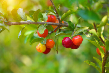 Obraz premium Fresh organic acerola cherries Thai fruit or acerola cherry on a tree with water droplets.