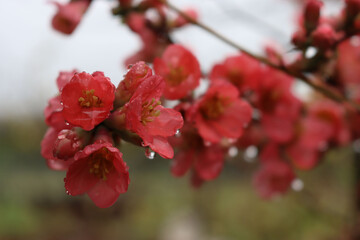 Close-up of Cydonia or Chaenomeles japonica bush withl pink flowers covered by raindrops. Japanese quince in bloom on springtime - Powered by Adobe
