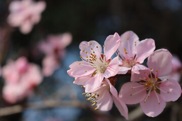 Pale pink Peach flowers on branchon dark background. Peach tree in bloom on springtime. Prunus persica