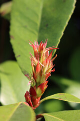 Fototapeta premium Close-up of red Robin Photinia new leaves on springtime . Photinia x fraseri in the garden