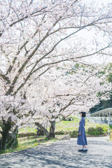 春の公園で満開の桜を見る女性