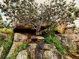 Tree grows from a rock