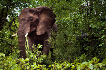 Fototapeta premium Elephants in the wild