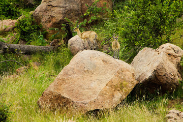 Fototapeta na wymiar Antelopes in the wild