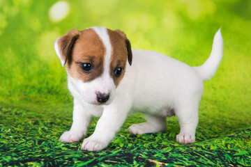 Jack Russell Terrier puppy dog on a green background