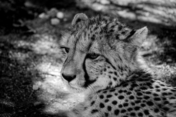 Cheetah in Africa