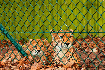 Cute cheetah family in a zoo behind green metal fence. Big cat with famous fur pattern and known for high speed. Nature preservation for future generation concept. Rich saturated color.