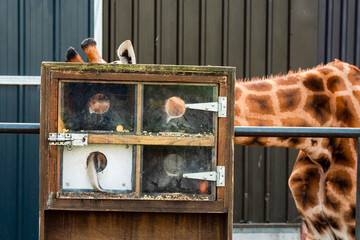 Scene at a zoo. Special box with food and small hole so giraffe has to use it tongue to reach food...