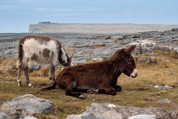 Couple of cute donkey on a rough stone surface. Inishmore, Aran island, Ireland. Tough stone...