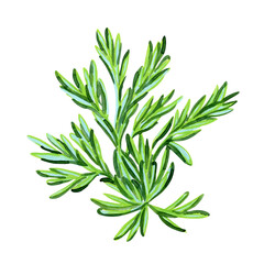 Wormwood bush with leaves, watercolor illustration, isolated on white