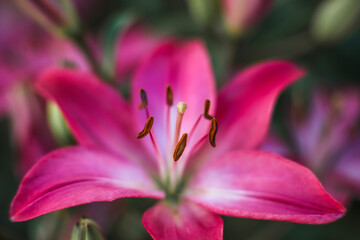 A beautiful  carnation pink Asiatic Lily . Fully bloomed . Close up . Overhead view