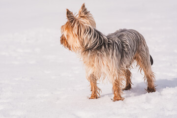 Mini Yorkshire Terrier