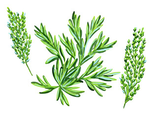 Wormwood grass and flowers, Artemisia capillaris, watercolor illustration, set isolated on white