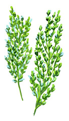 Green sprigs of grass, watercolor illustration isolated on white