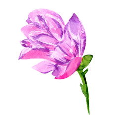 Watercolor pink flower, blooming magnolia, isolated on white
