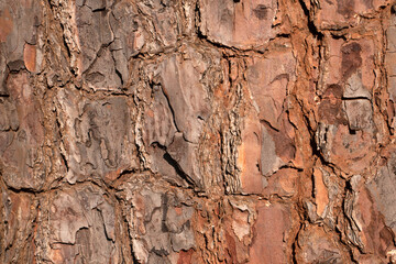 Old Wood texture for Nature Background.