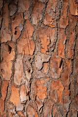 Old Wood texture for Nature Background.